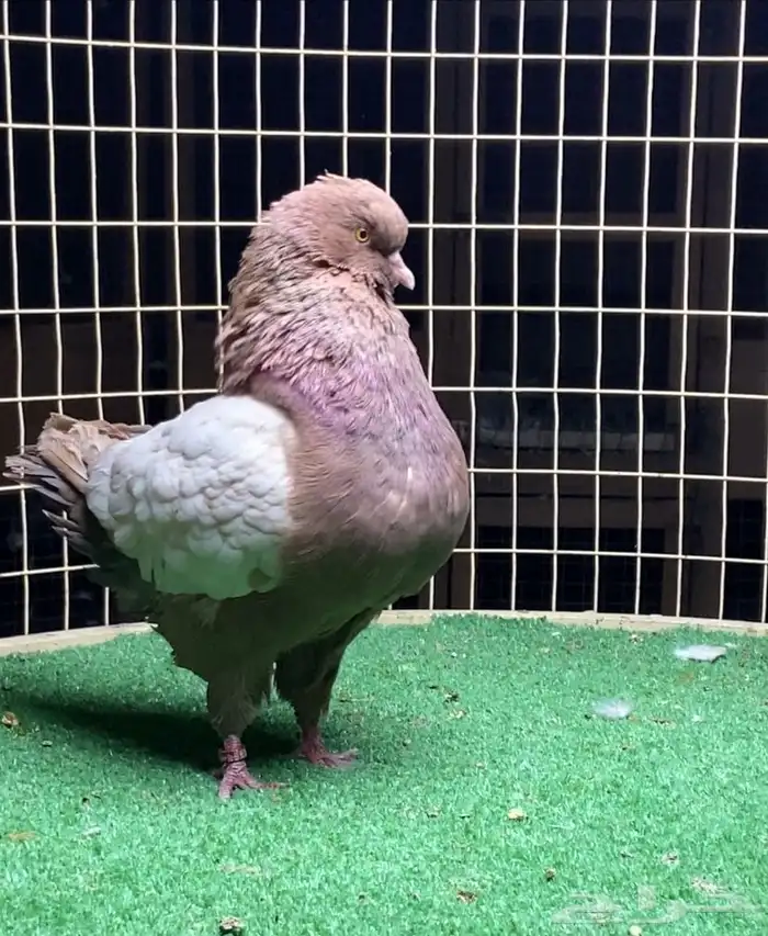 زوج مودينا 4