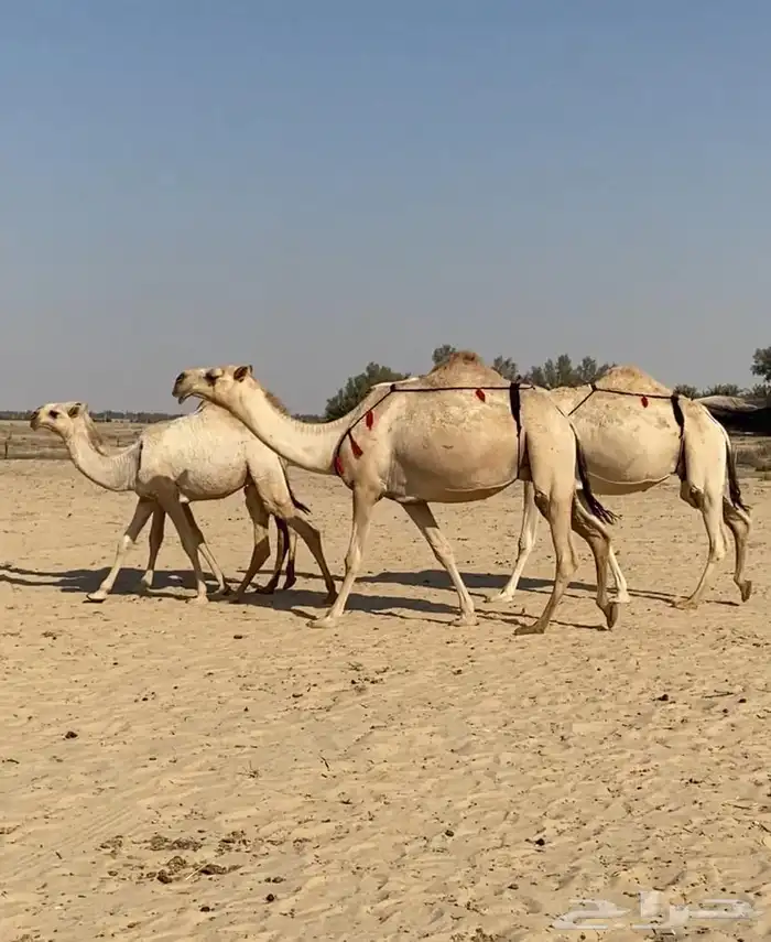 عشاير شقح كفو اباكير وتحتها بكار طيبه للبيع 12