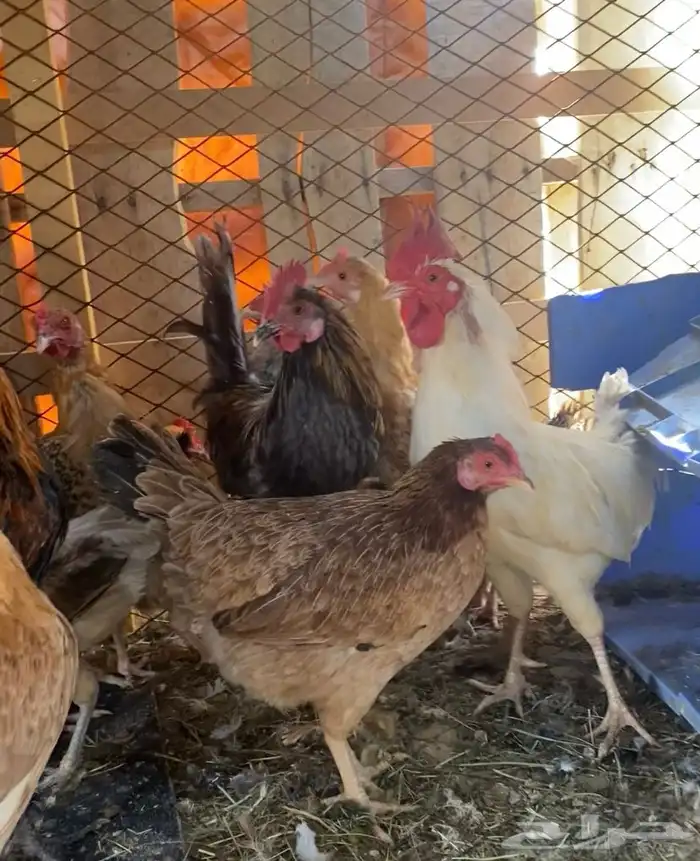 دجاج للبيع 1