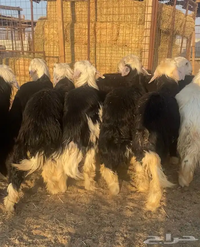 طليان ذبايح نجد وحبص وتيوس 8