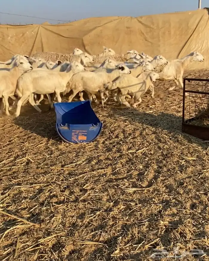 مراح عدد 34 ضان حريات في املج 18