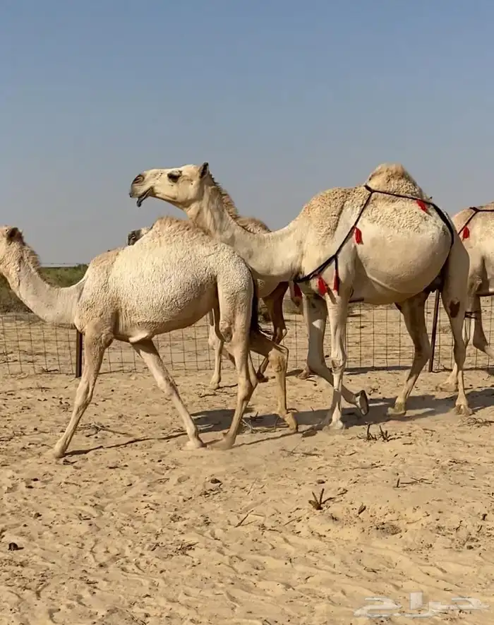 عشاير شقح كفو اباكير وتحتها بكار طيبه للبيع 2