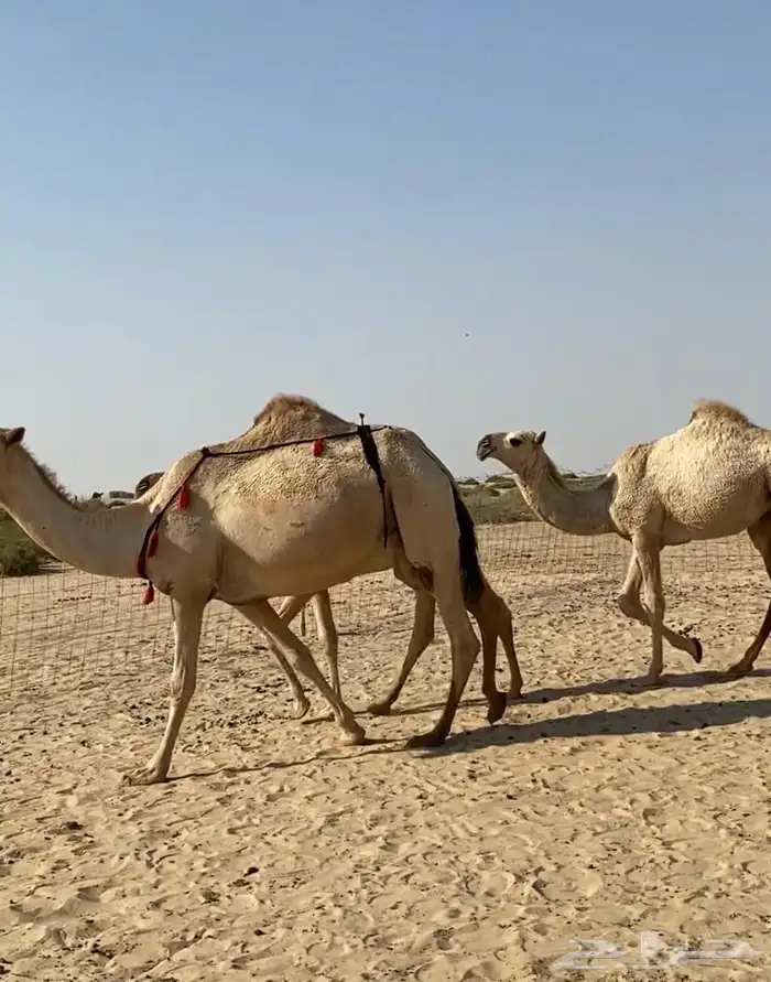 عشاير شقح كفو اباكير وتحتها بكار طيبه للبيع 4