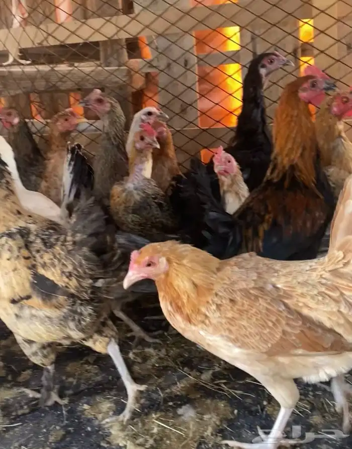 دجاج للبيع 2