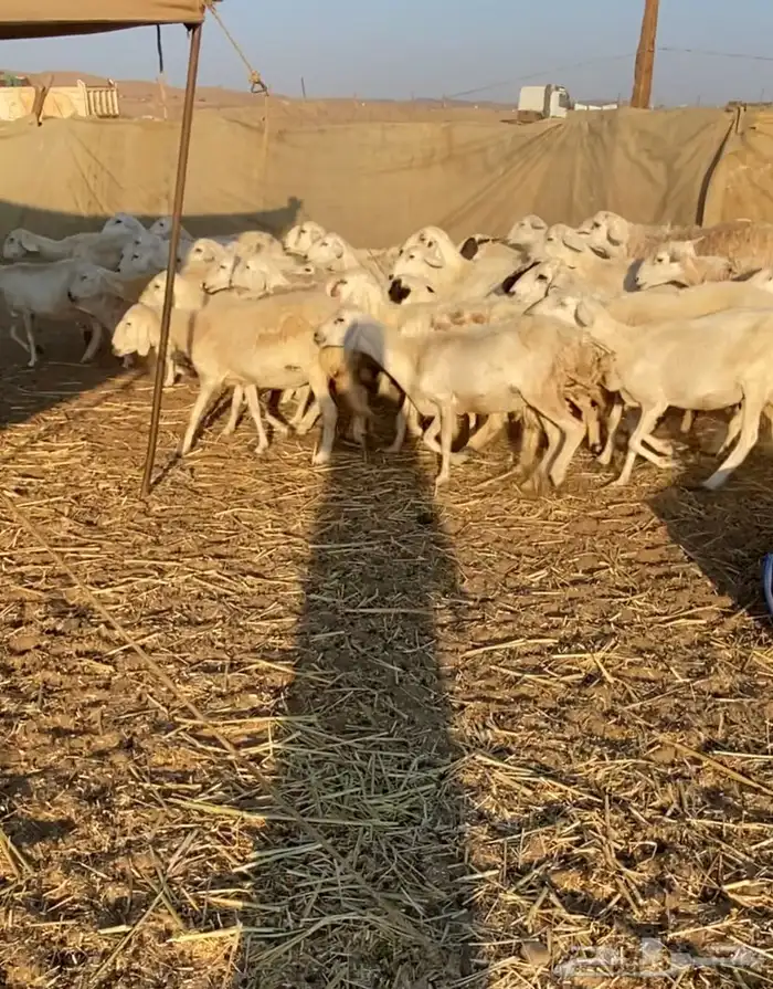 مراح عدد 34 ضان حريات في املج 16