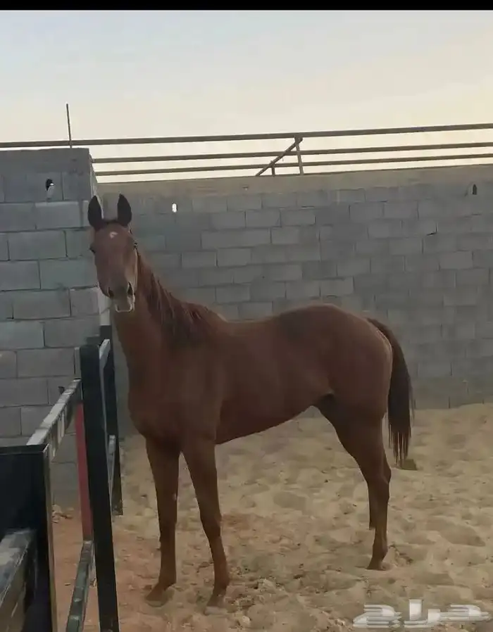 فرس للبيع انجليزية بجوازها 2