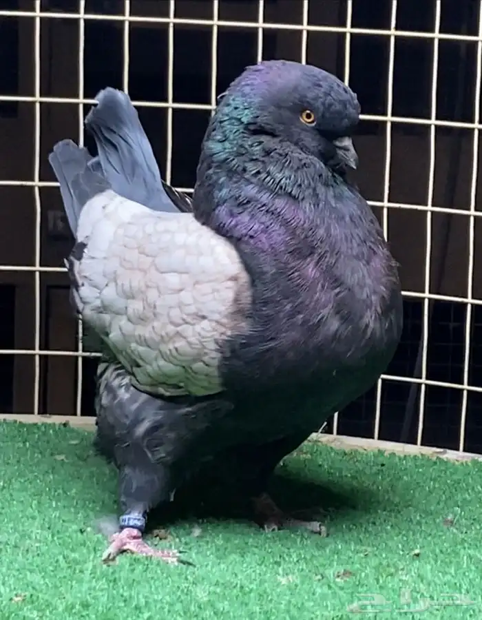 زوج مودينا فاخر 0