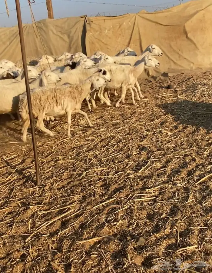 مراح عدد 34 ضان حريات في املج 17