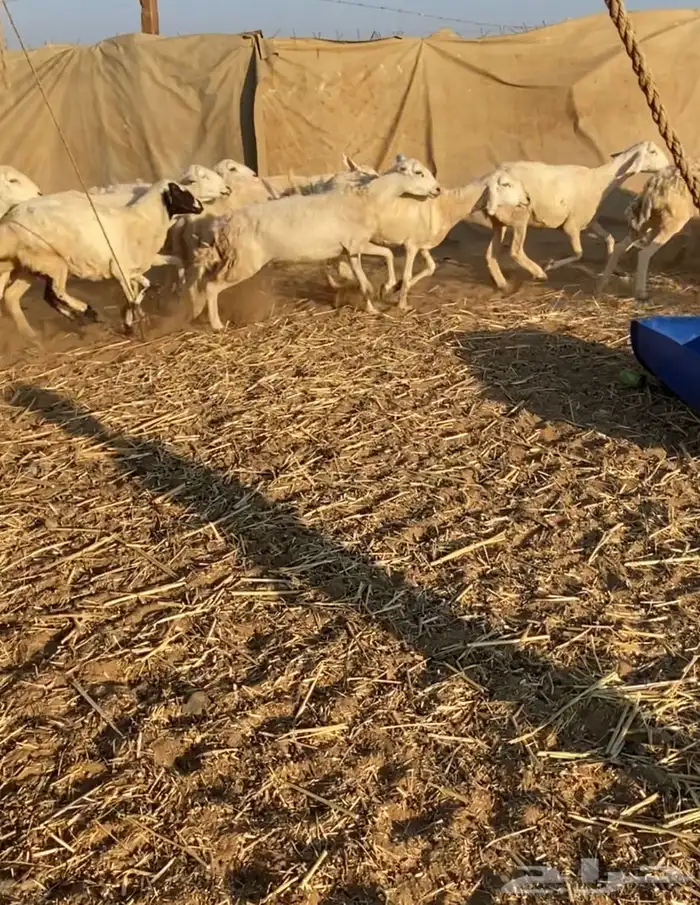 مراح عدد 34 ضان حريات في املج 3