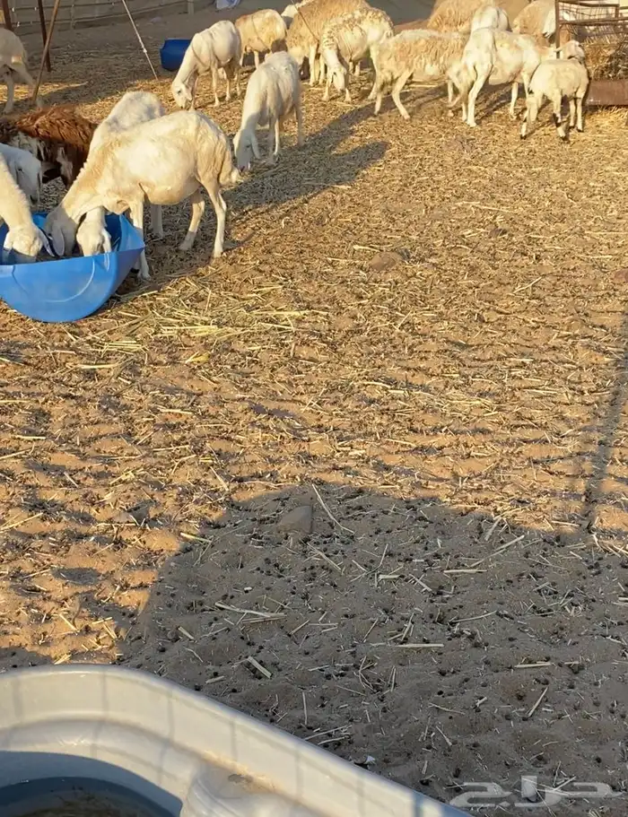 مراح عدد 34 ضان حريات في املج 1