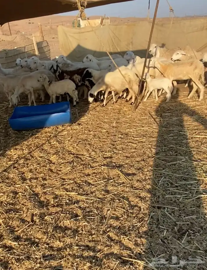 مراح عدد 34 ضان حريات في املج 8