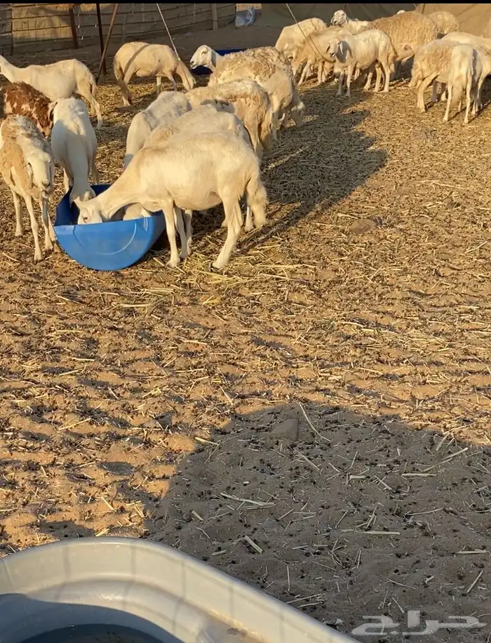 مراح عدد 34 ضان حريات في املج 4