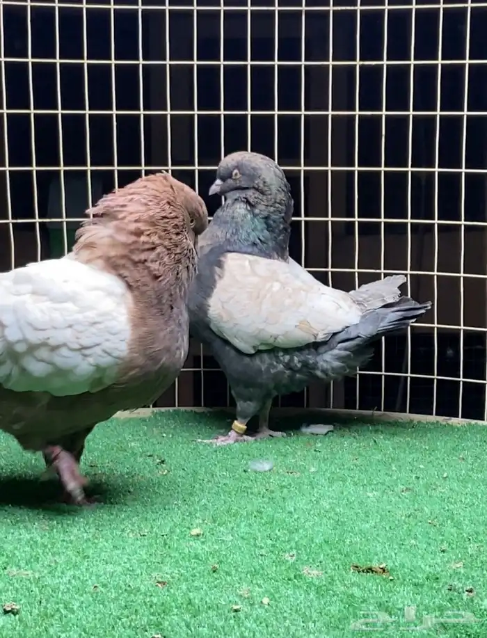 زوج مودينا 3