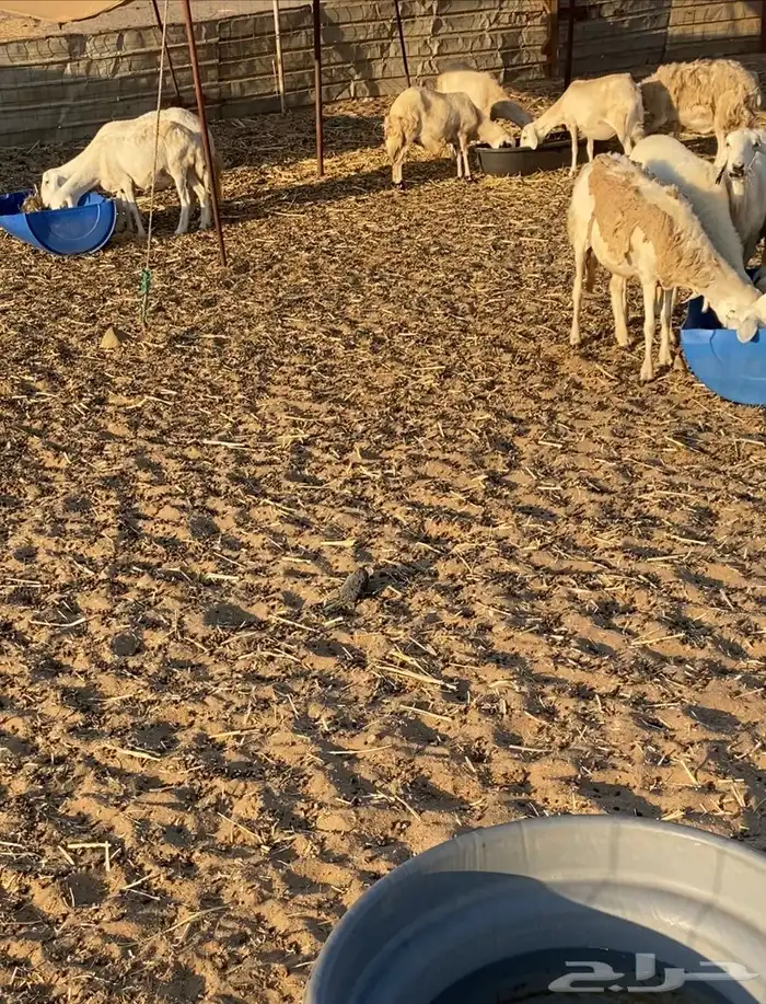 مراح عدد 34 ضان حريات في املج 5