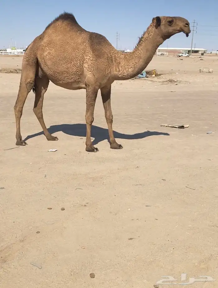 للبيع بكر ملاقي دبيانيه 0