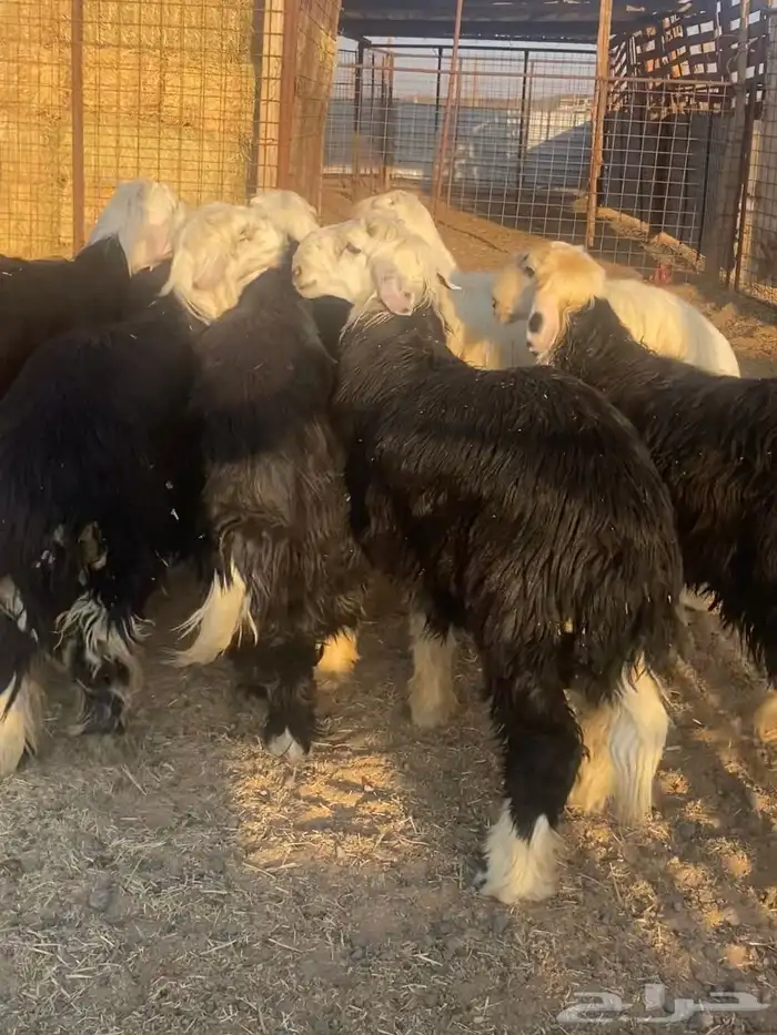 طليان ذبايح نجد وحبص وتيوس 7