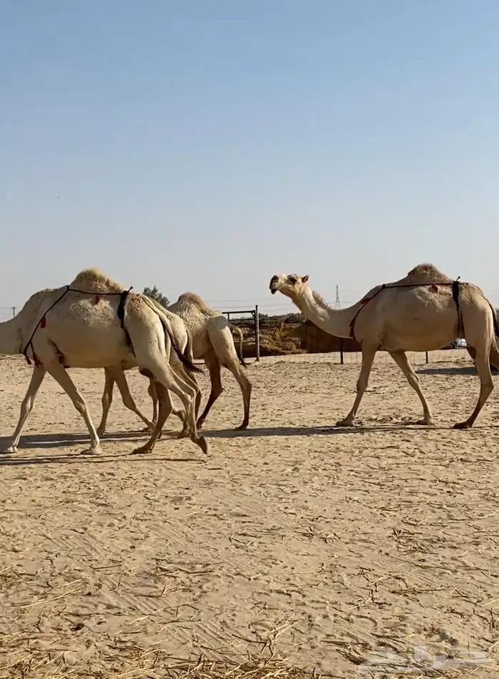 عشاير شقح كفو اباكير وتحتها بكار طيبه للبيع 9