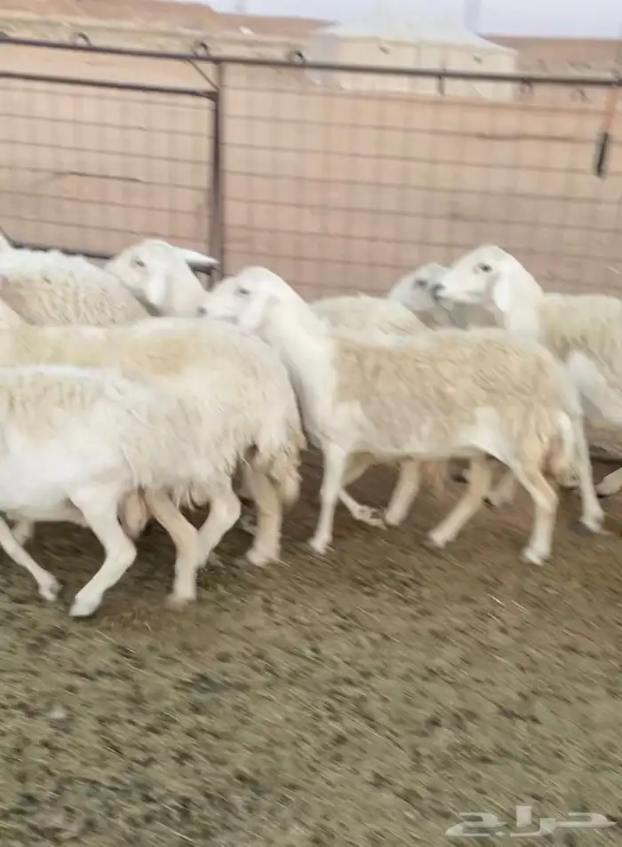 حريات عدد 19 بفحلها 0