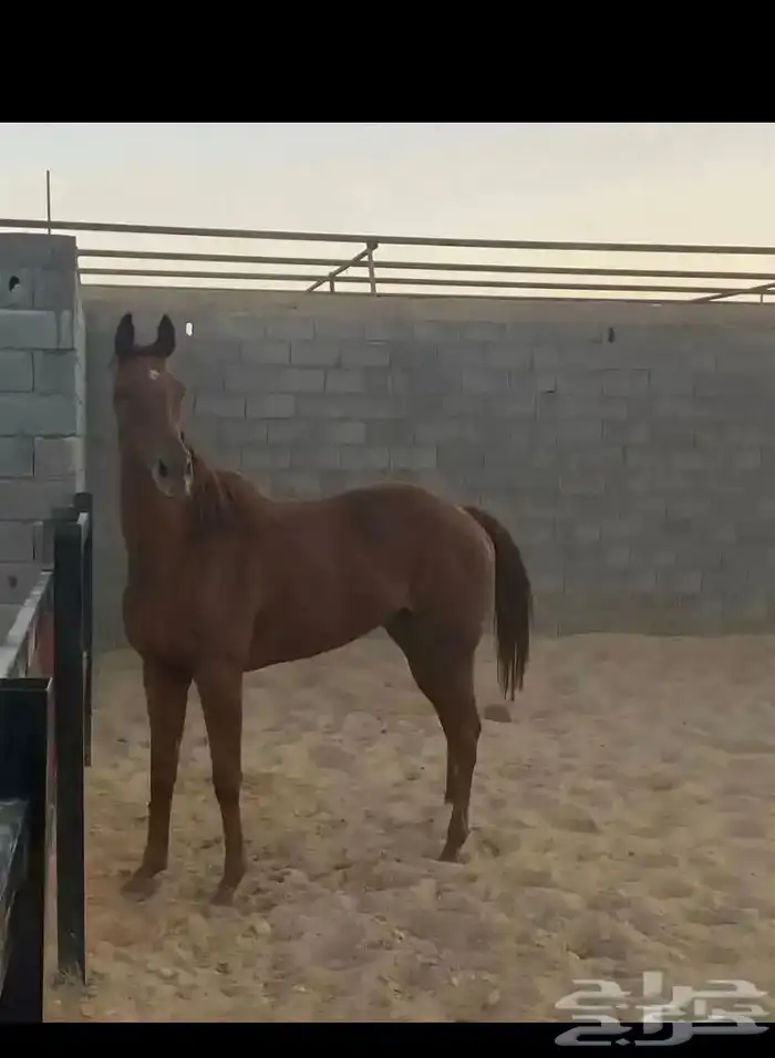 فرس للبيع انجليزية بجوازها 1
