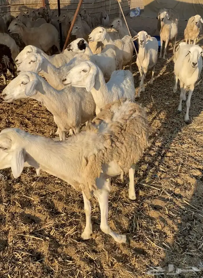 مراح عدد 34 ضان حريات في املج 13