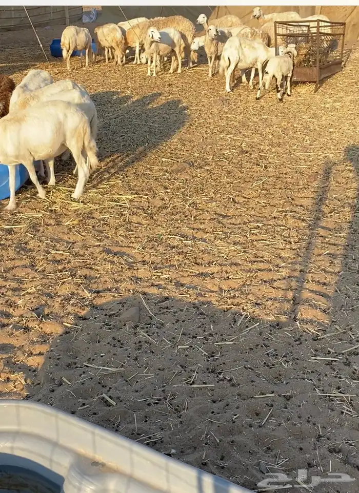 مراح عدد 34 ضان حريات في املج 0