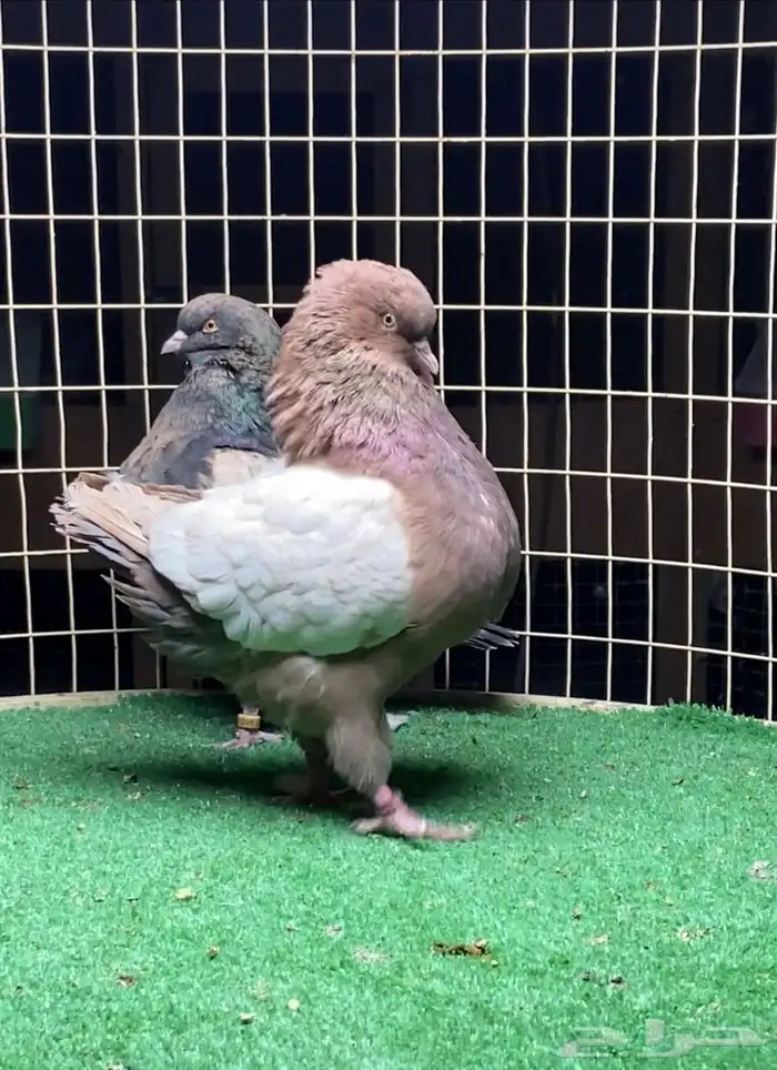 زوج مودينا 0