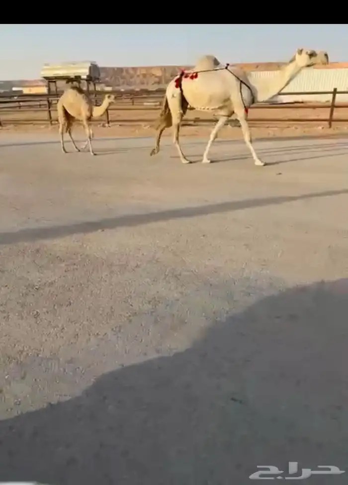 خلفه بدويه منوه القناي وسعرها مناسب 1