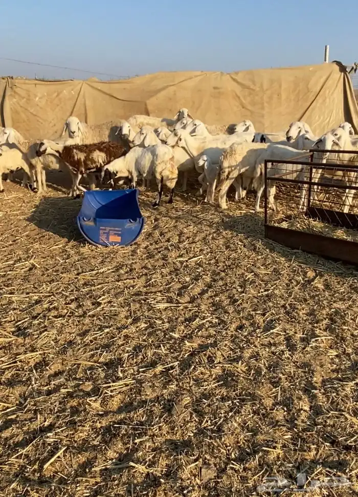 مراح عدد 34 ضان حريات في املج 7