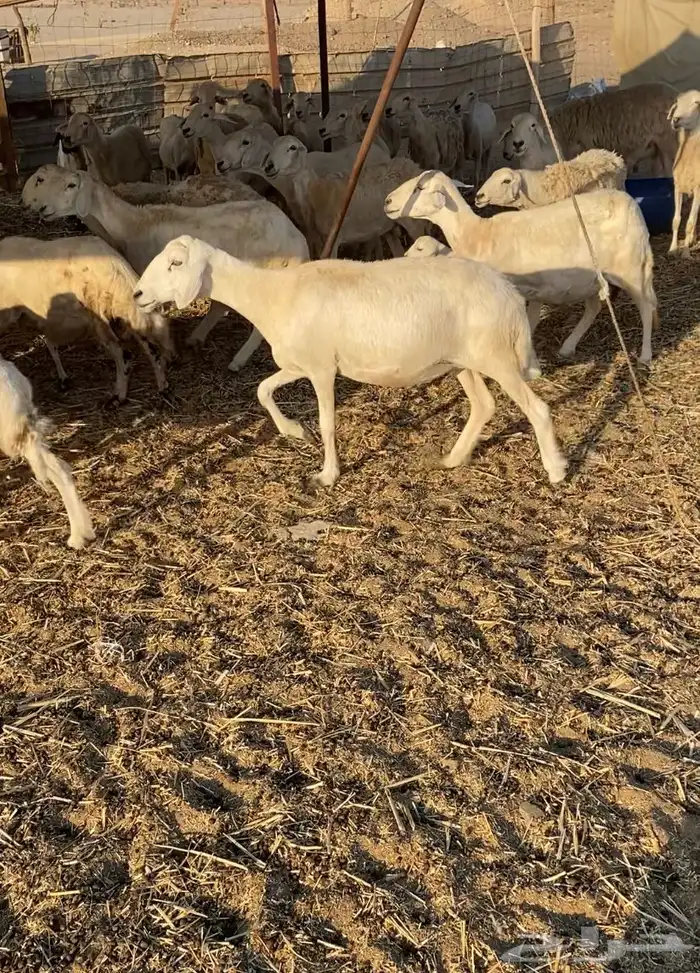 مراح عدد 34 ضان حريات في املج 14