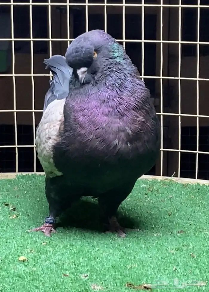 زوج مودينا فاخر 2