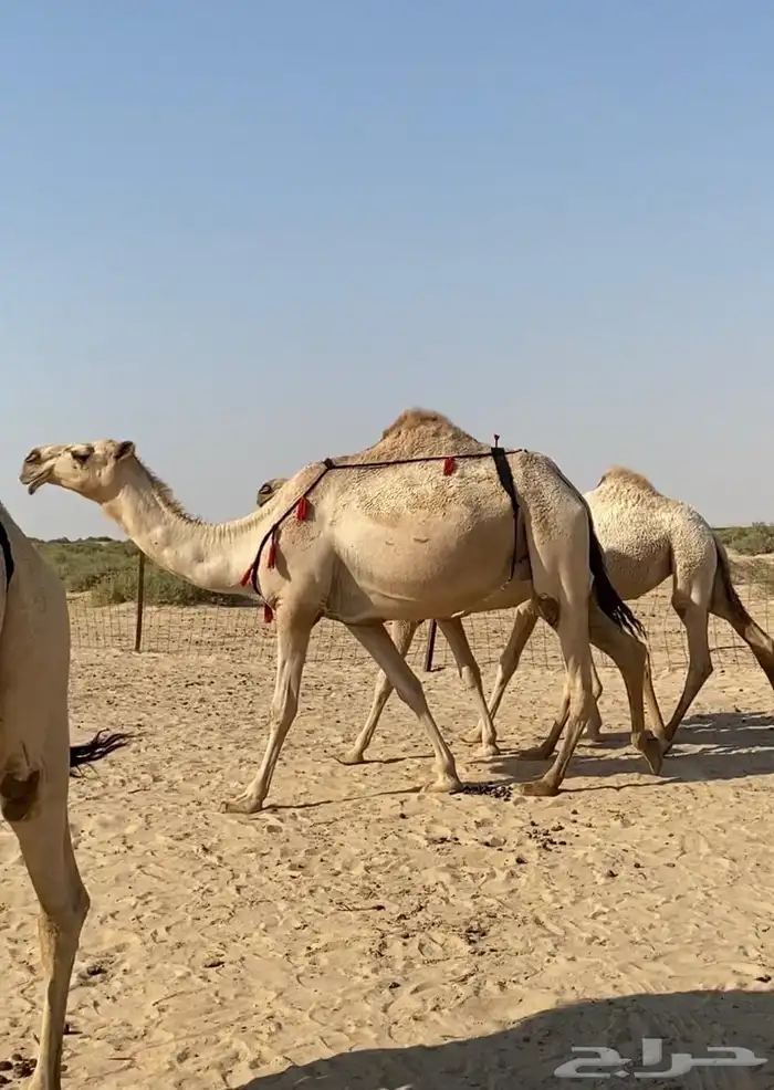 عشاير شقح كفو اباكير وتحتها بكار طيبه للبيع 0