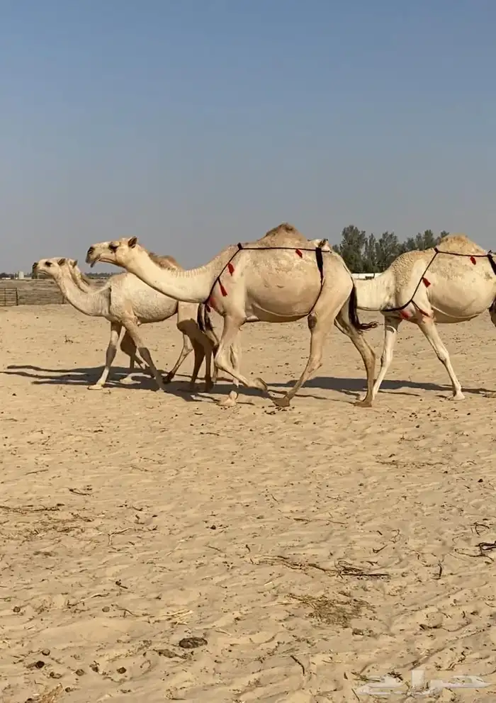 عشاير شقح كفو اباكير وتحتها بكار طيبه للبيع 10