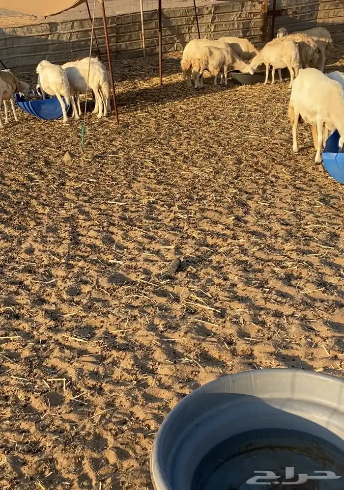 مراح عدد 34 ضان حريات في املج 2