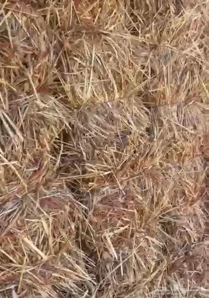 علف ذره للبيع 1