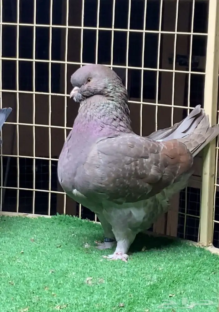 زوج مودينا فاخر 1