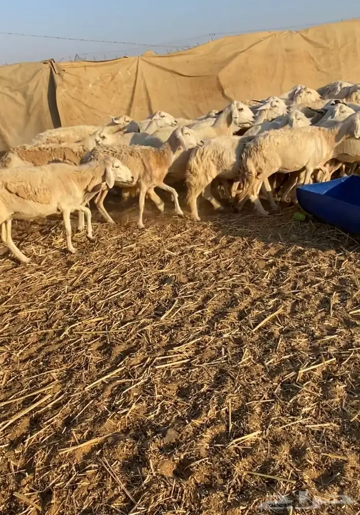 مراح عدد 34 ضان حريات في املج 12