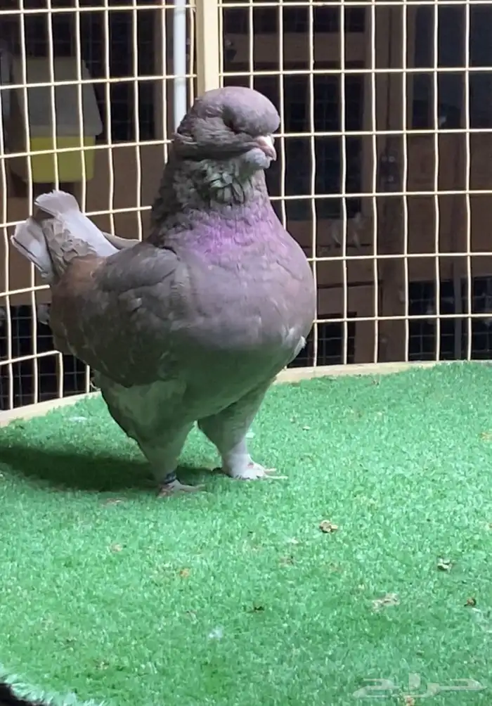 زوج مودينا فاخر 3