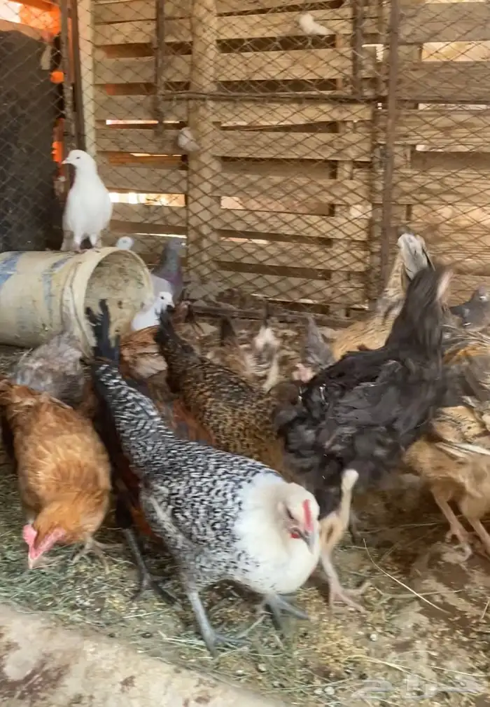 دجاج للبيع 0