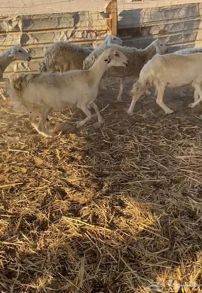 مراح عدد 34 ضان حريات في املج 10