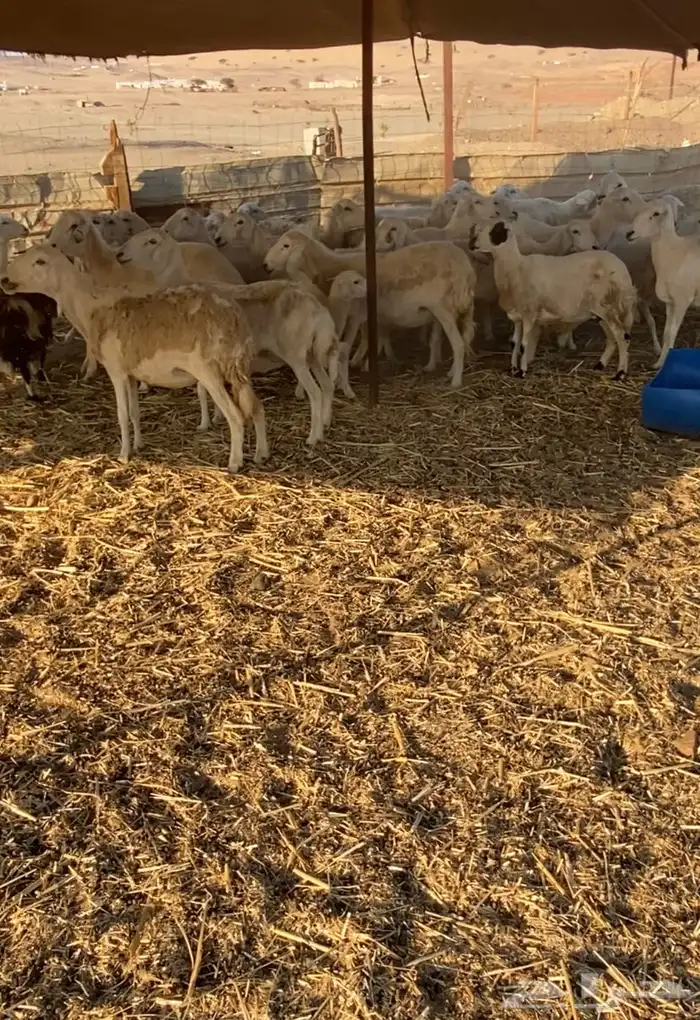 مراح عدد 34 ضان حريات في املج 19