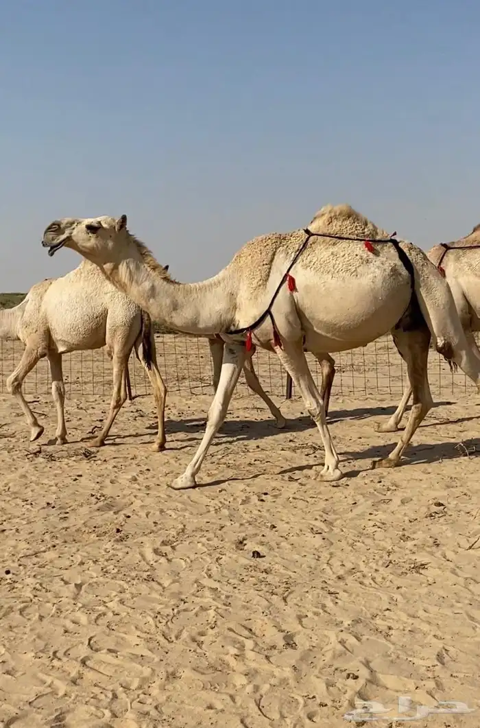 عشاير شقح كفو اباكير وتحتها بكار طيبه للبيع 8