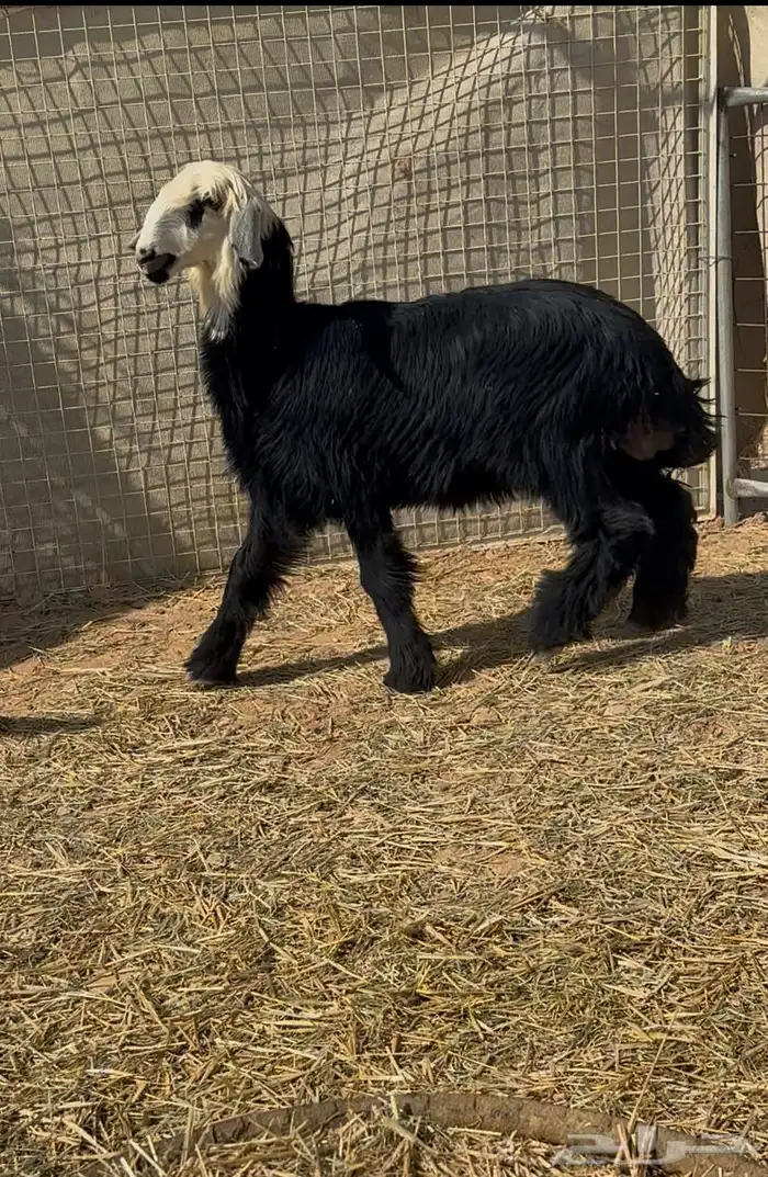 رخل العمر 6 شهور 2