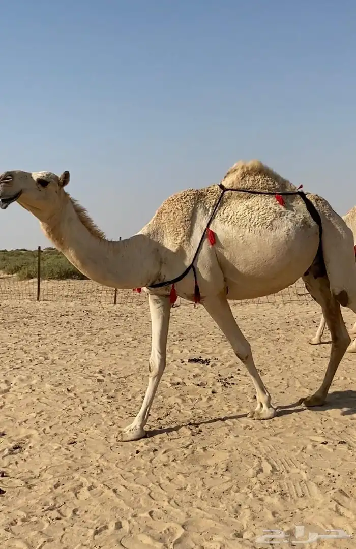 عشاير شقح كفو اباكير وتحتها بكار طيبه للبيع 5