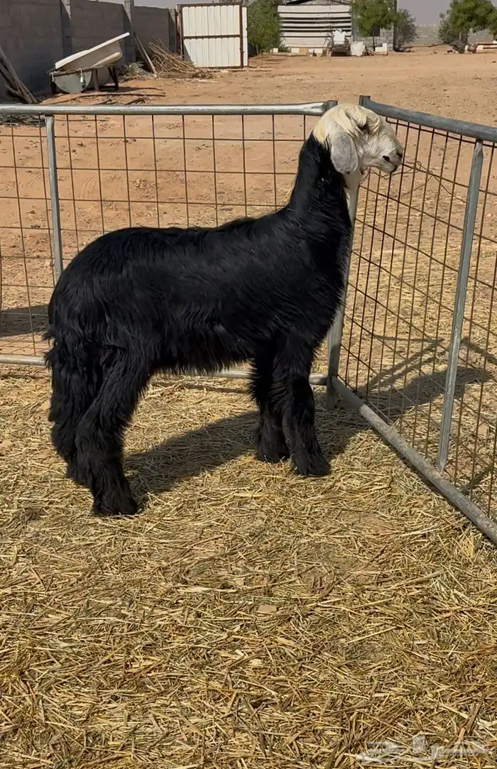 رخل العمر 6 شهور 1