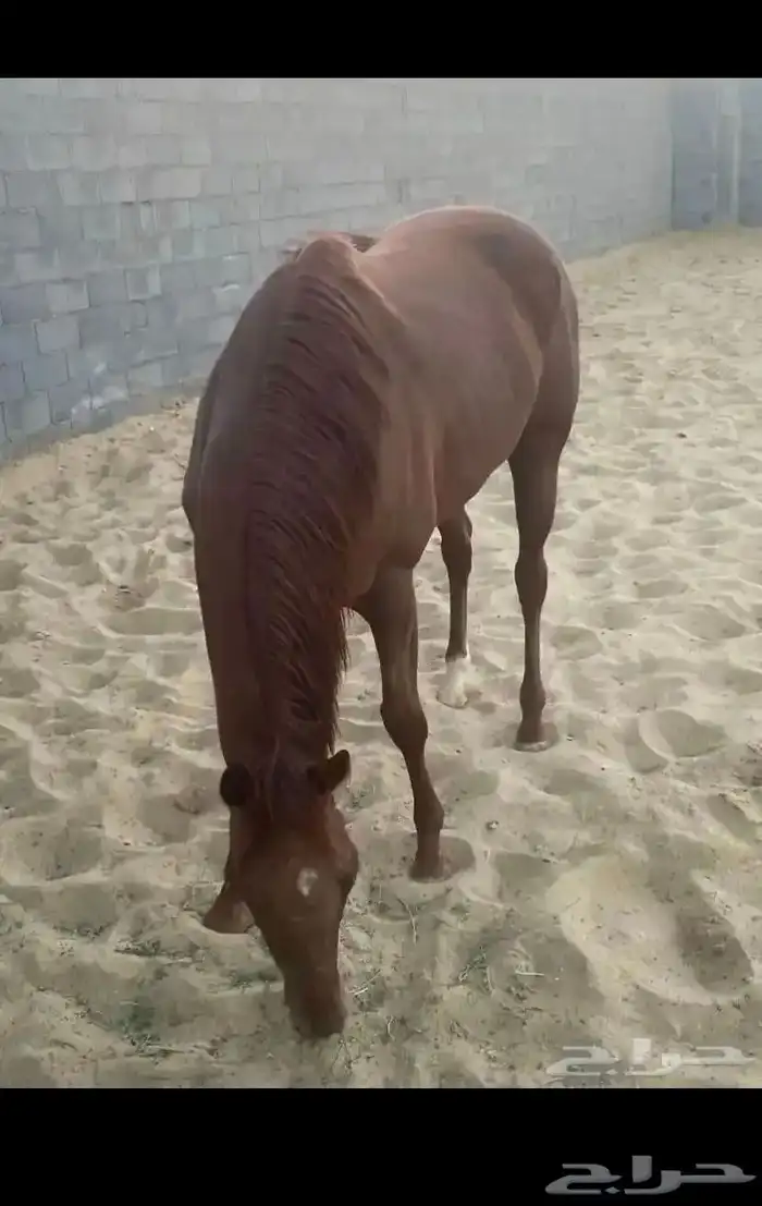 فرس للبيع انجليزية بجوازها 0