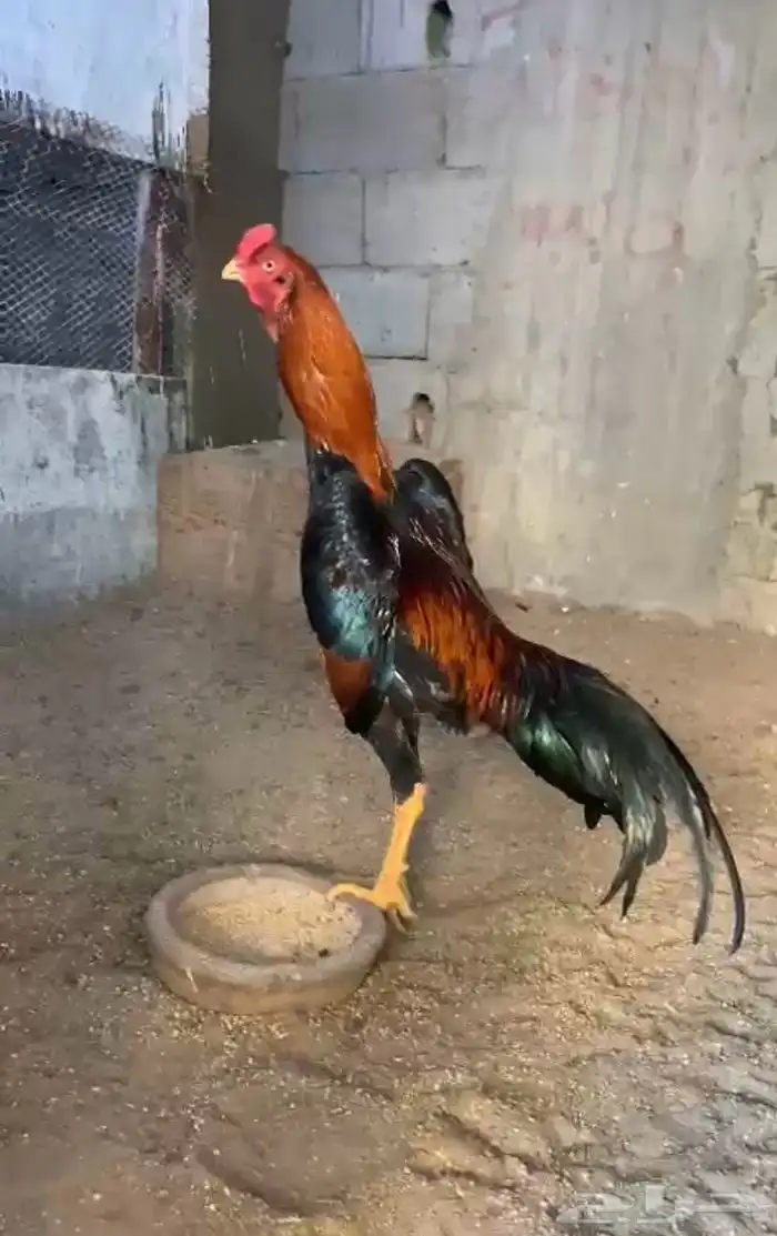 ديك شامو ياباني 0