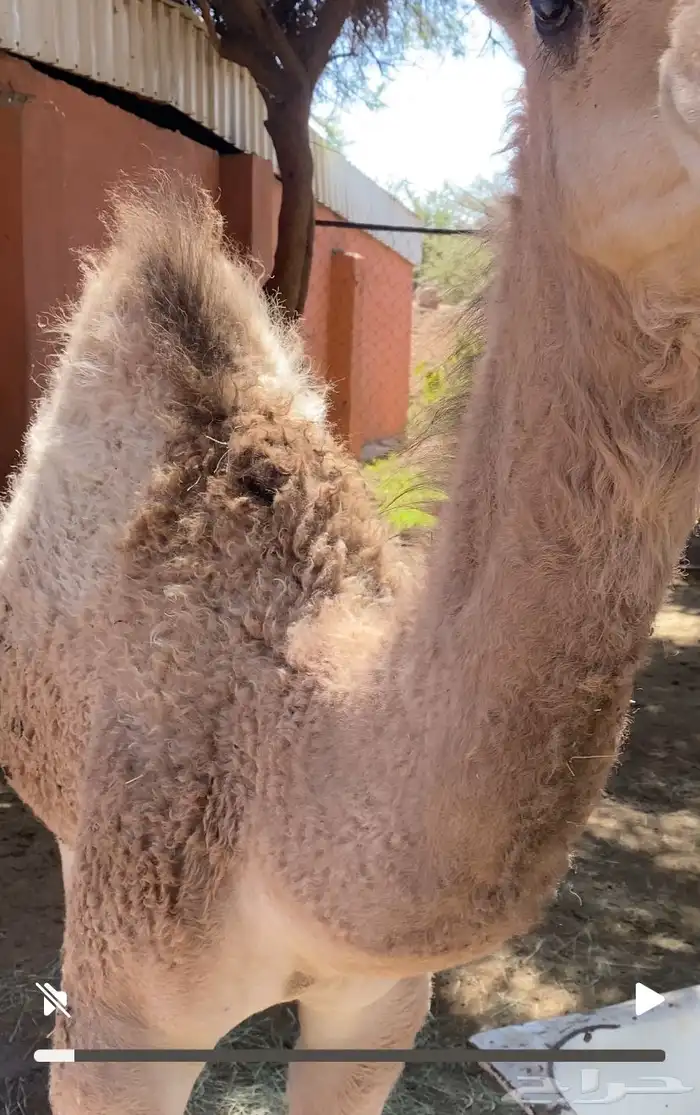 للبيع بكرتين اعمارها على خمسة شهور 2