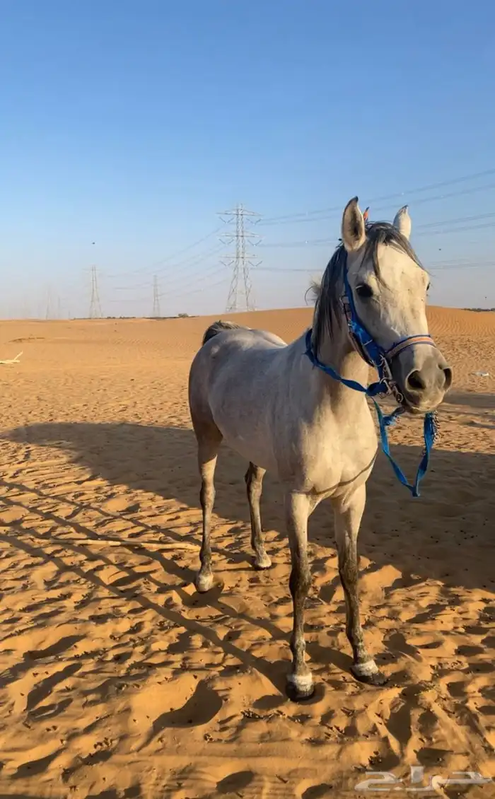 فرس شعبيه كفووو 1