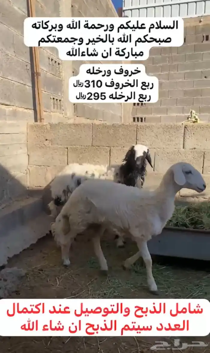 خروف كفو ورخله 0