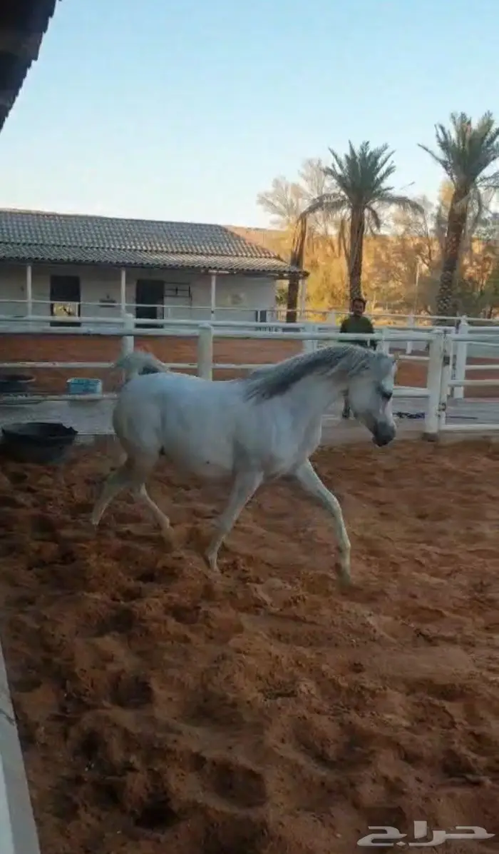 فرس واهو لقاح 8 شهور على مقبل عذبة ولد ستدل 2